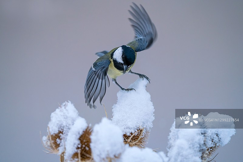 冬季中的大山雀图片素材