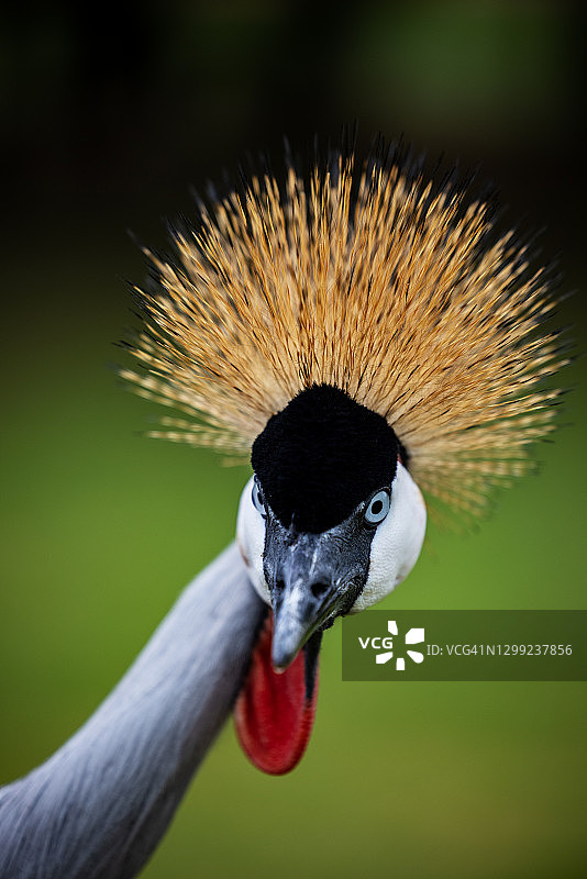 美丽的灰冠鹤特写肖像图片素材