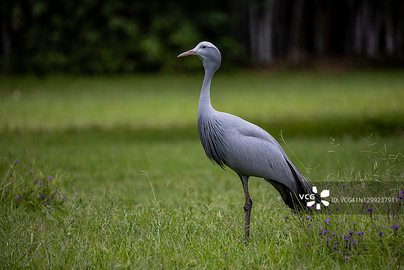 美丽的濒危物种蓝鹤，南非国鸟图片素材