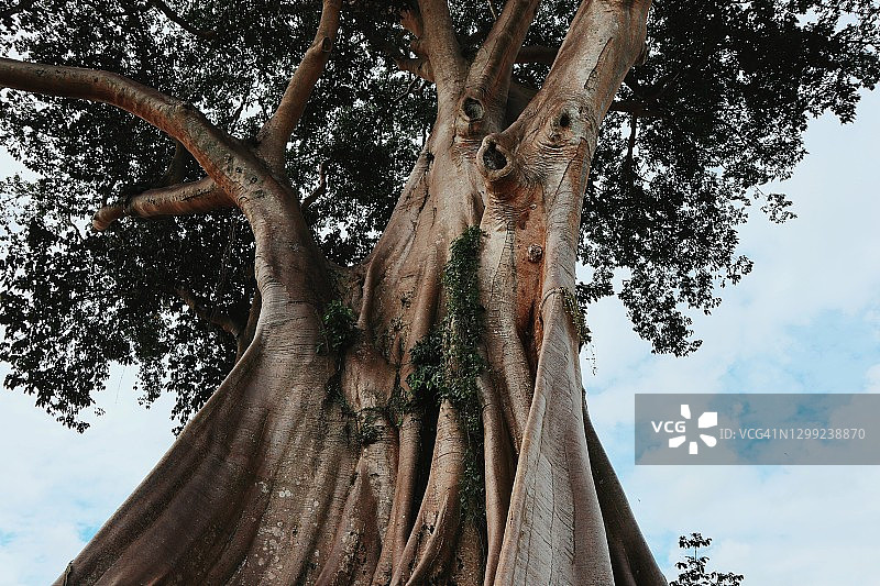 老树仰视图片素材