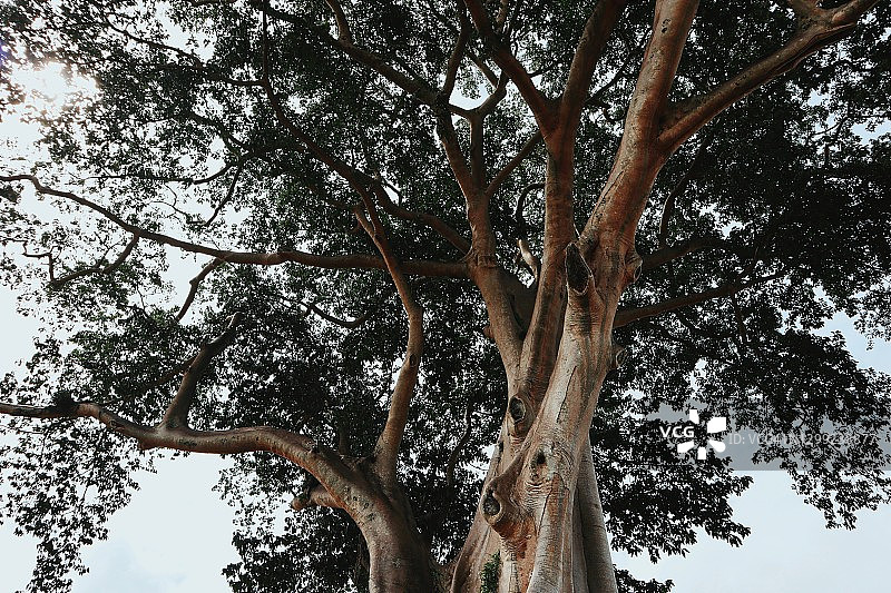 老树仰视图片素材