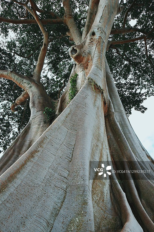 巴厘岛塔巴南巴彦古树，印度尼西亚图片素材
