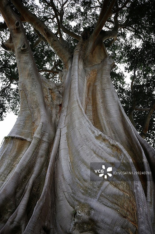 巴厘岛塔巴南巴彦古树，印度尼西亚图片素材