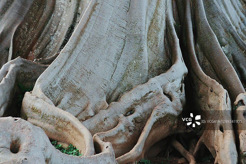 巴厘岛塔巴南巴彦古树，印度尼西亚图片素材