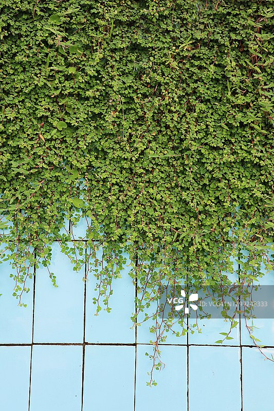 瓷砖上生长的草的全画幅照片图片素材