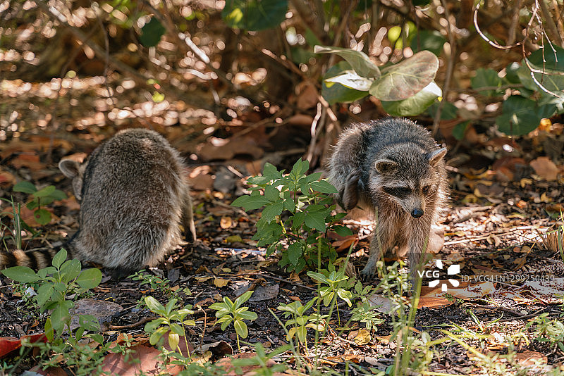 在比尔·巴格斯海角州立公园寻找食物的浣熊图片素材