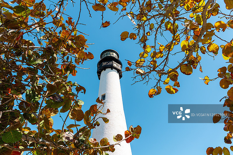 阳光明媚的日子里的棕榈树和基比斯坎灯塔图片素材