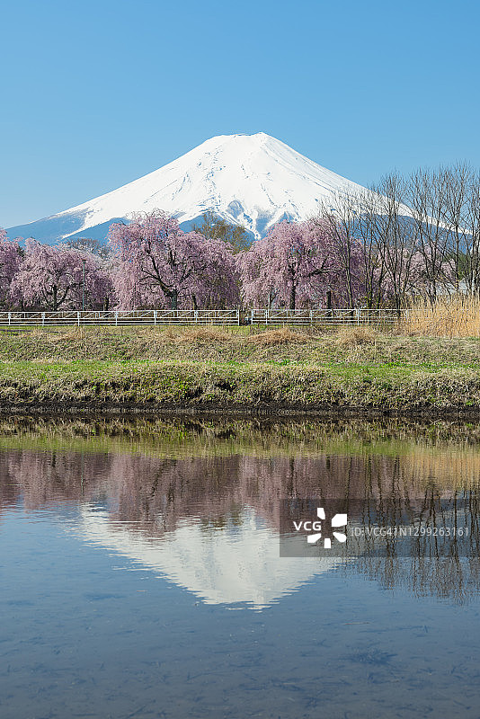 水中倒映的富士山与樱花图片素材