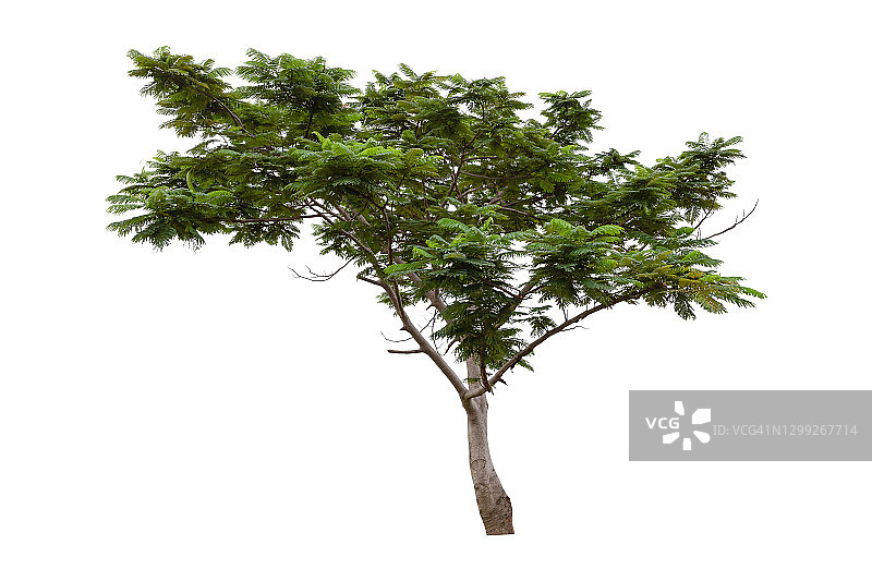 白色背景上孤立的大绿树。图片素材
