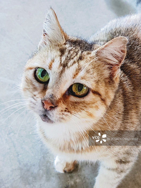 有异色瞳的猫咪，绿眼睛和蓝眼睛图片素材