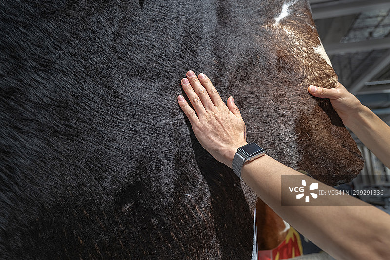 抚摸哺乳动物皮毛的手图片素材