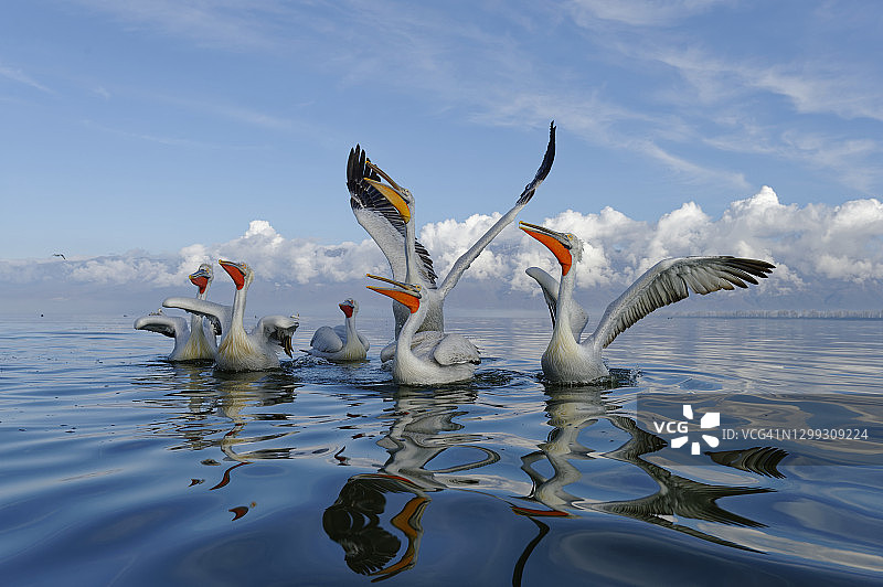 卷羽鹈鹕图片素材