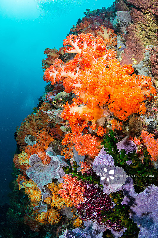 邦加岛的软珊瑚图片素材