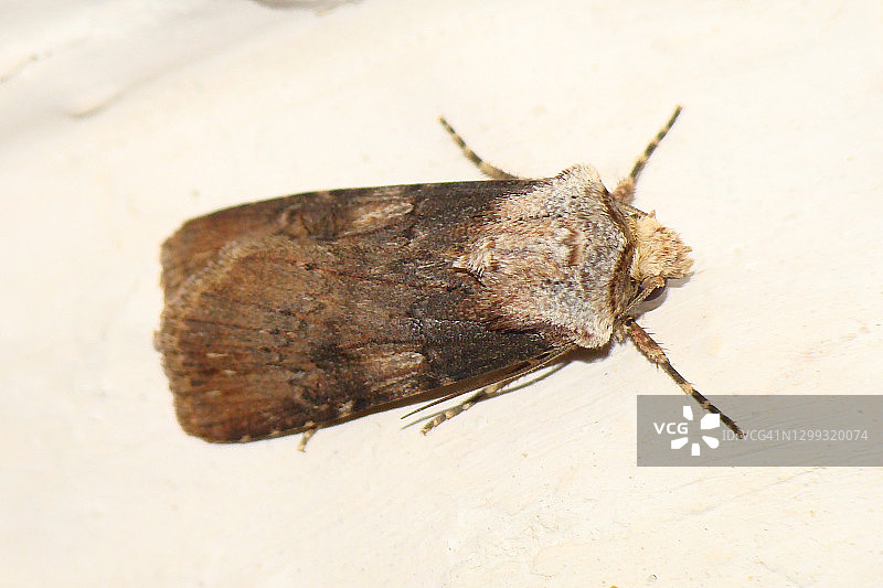 格鲁维尔镖蛾（Agrotis syricola）图片素材
