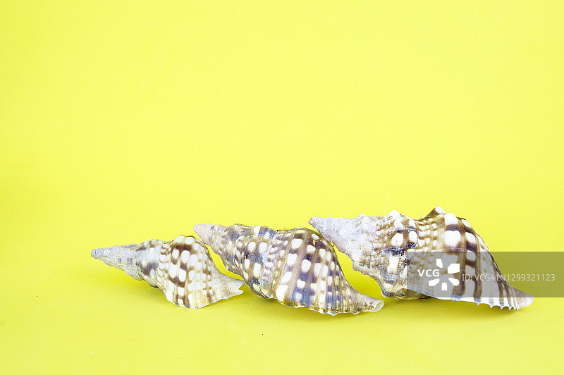 海螺黄色背景图片素材