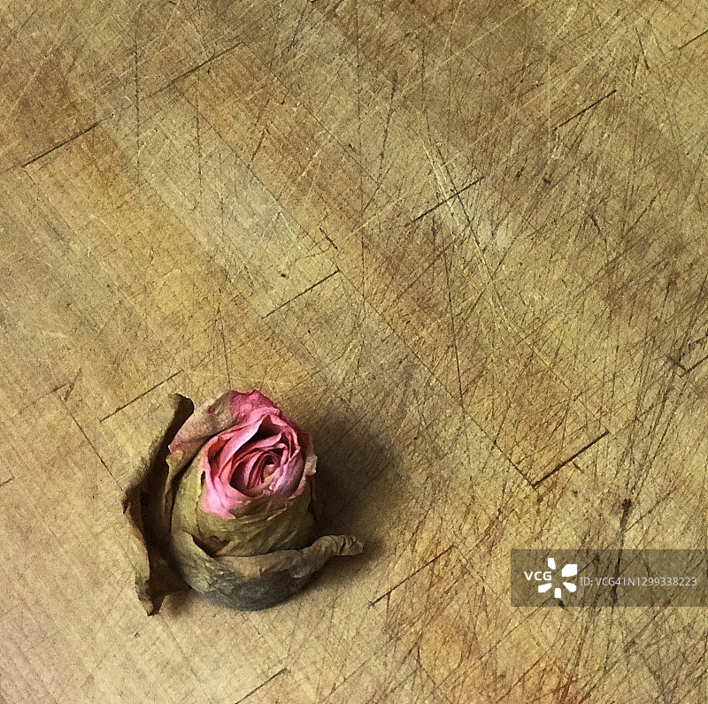 木质表面上展现其美丽的残玫瑰图片素材
