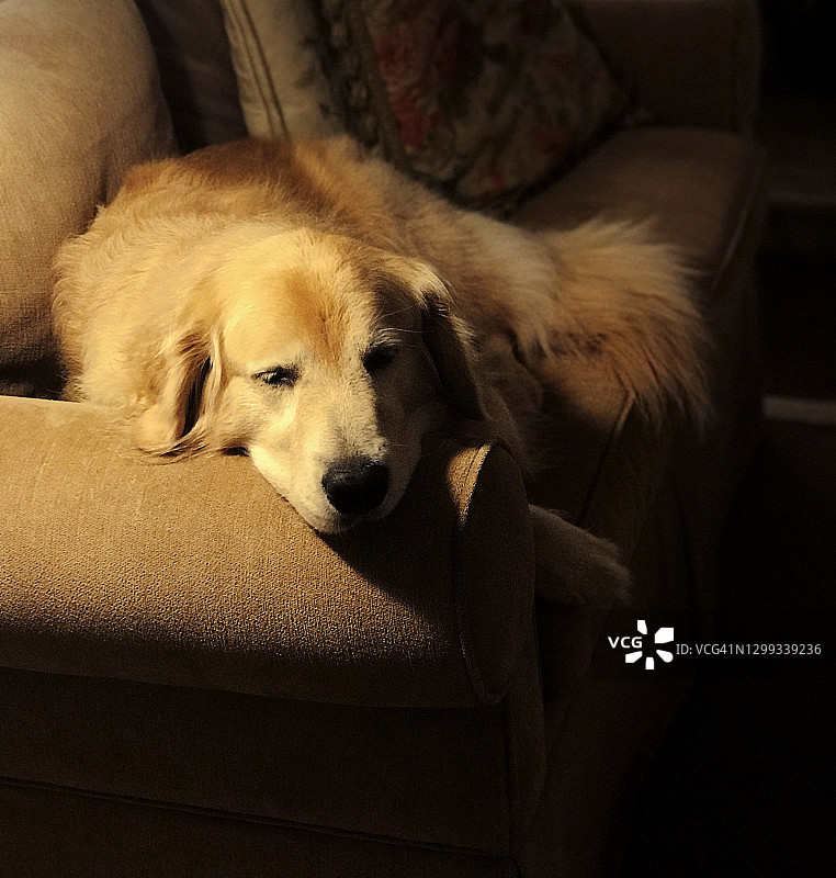 金色寻回犬趴在沙发上休息图片素材