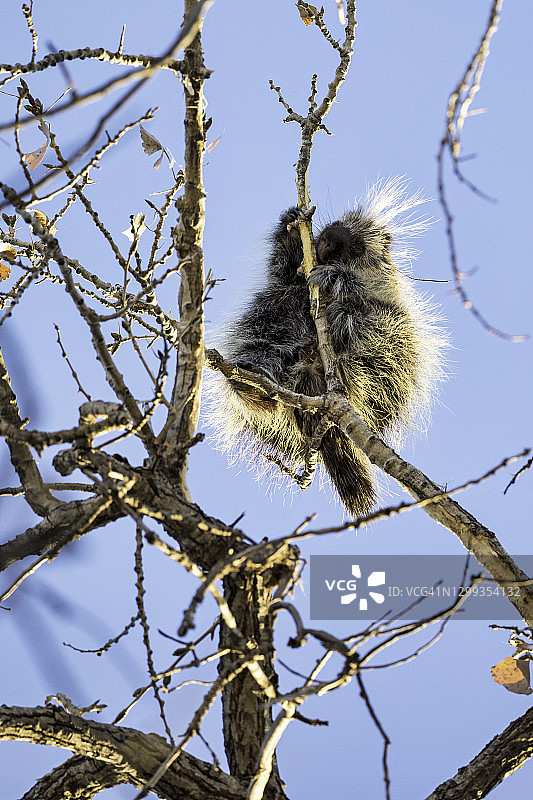 北美豪猪图片素材