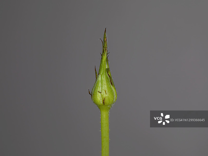 玫瑰花蕾图片素材