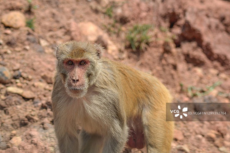 在印度帕奇马尔希/中央邦面对镜头的猕猴图片素材