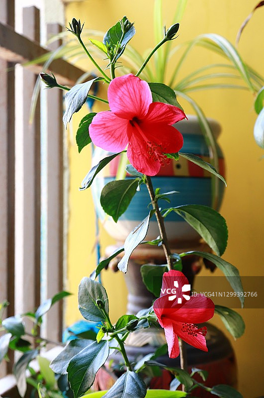 阳台花园中的红色木槿花图片素材