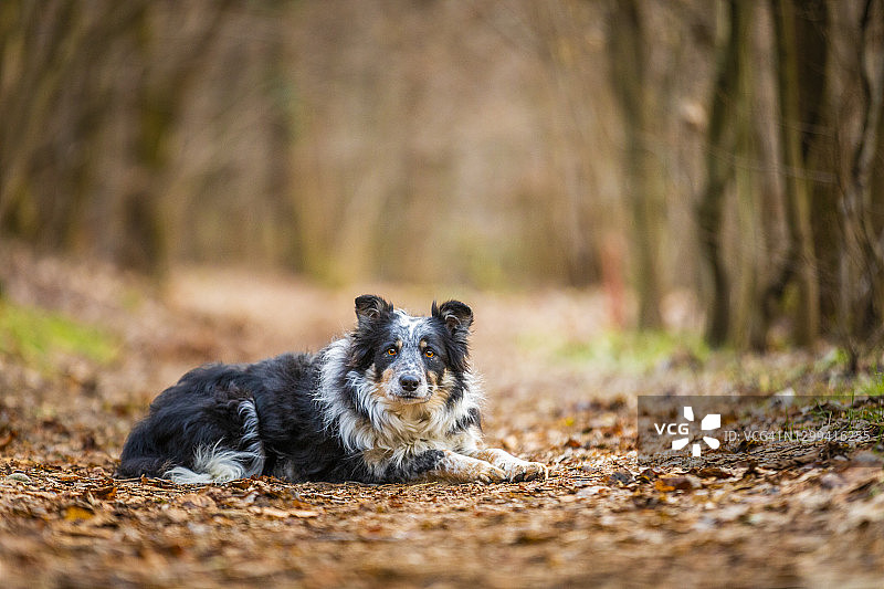 边境牧羊犬躺在小路上图片素材
