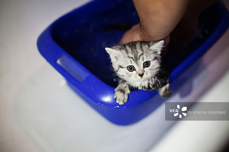 小猫的第一次洗澡图片素材