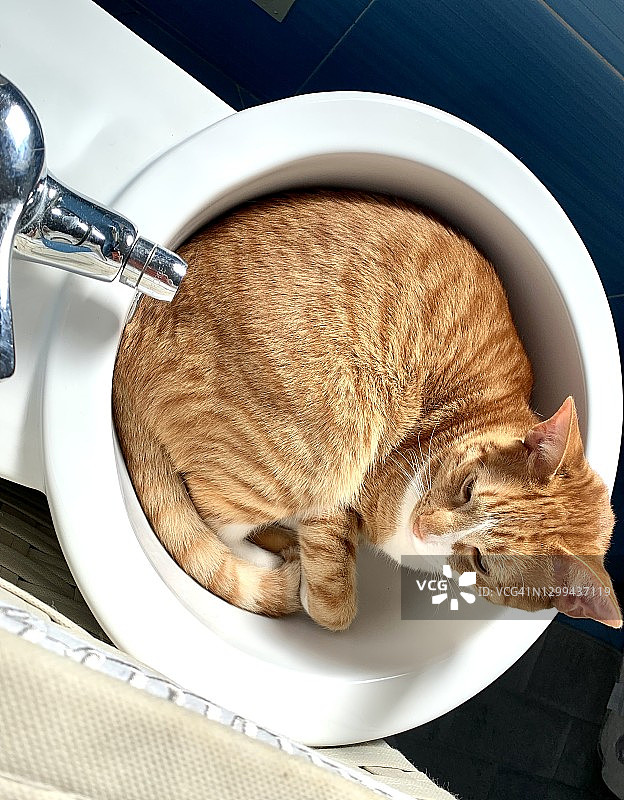 猫躺在坐浴盆里图片素材