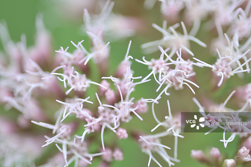 盛开的泽兰图片素材