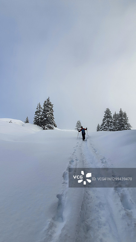 穿过新雪和雪覆盖的树木的冬季徒步图片素材
