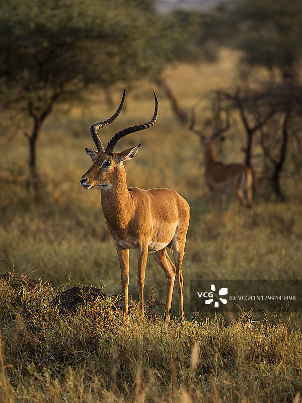 坦桑尼亚塞伦盖蒂国家公园，在草地上盯着镜头的野牛图片素材