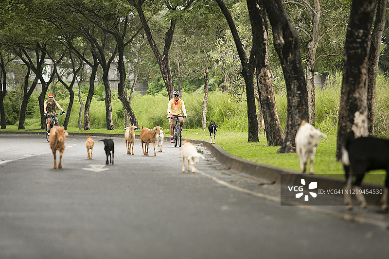 牲畜过马路时在街上骑自行车的男人图片素材