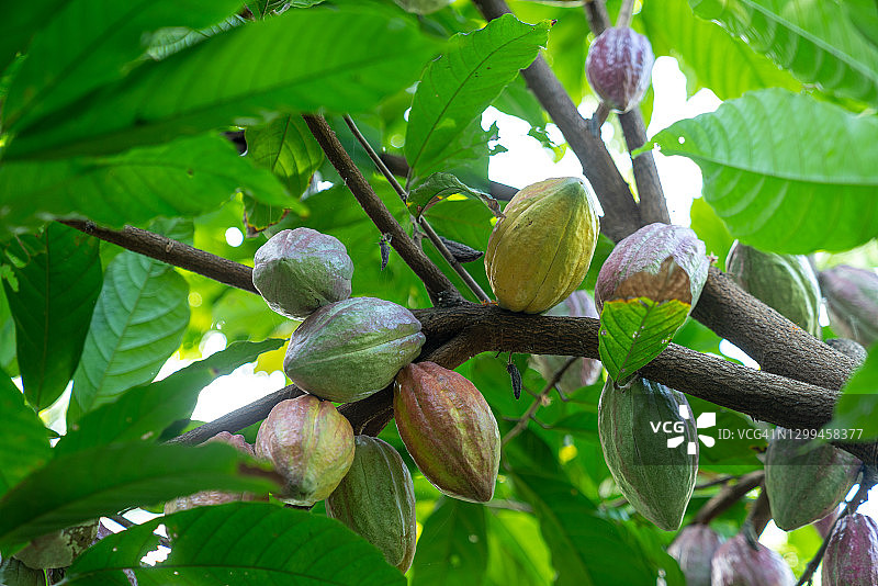 来自越南的可可罐图片素材