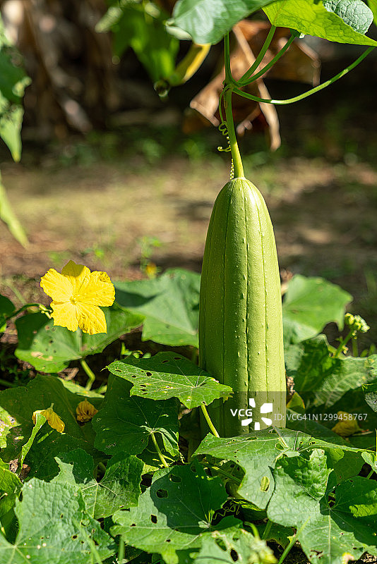 越南丝瓜——食用丝瓜络抹布图片素材
