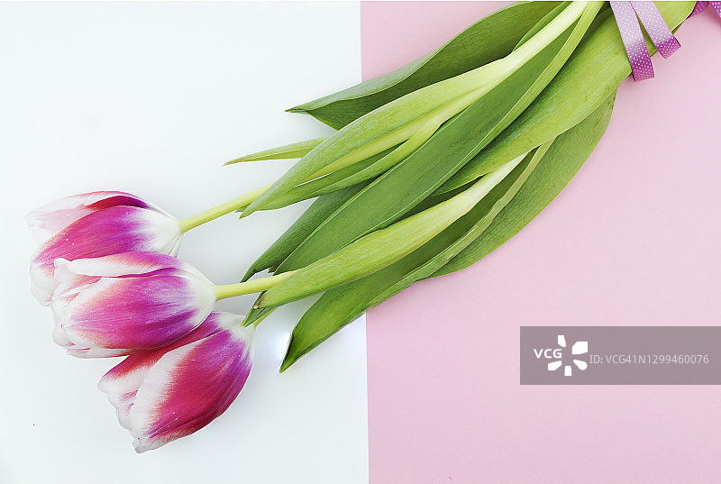 白色和粉色背景上的三朵郁金香图片素材