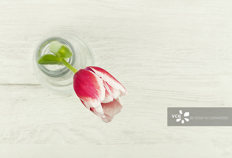 粉色背景中花瓶里的一支郁金香图片素材