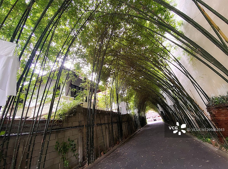 通往村庄的路边的竹树图片素材