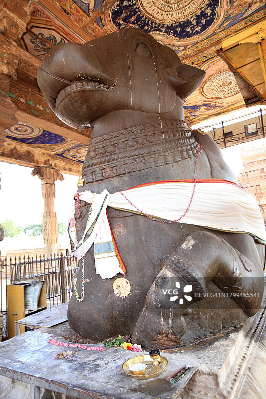 湿婆神庙的大南迪公牛雕像，位于印度泰米尔纳德邦坦贾武尔图片素材