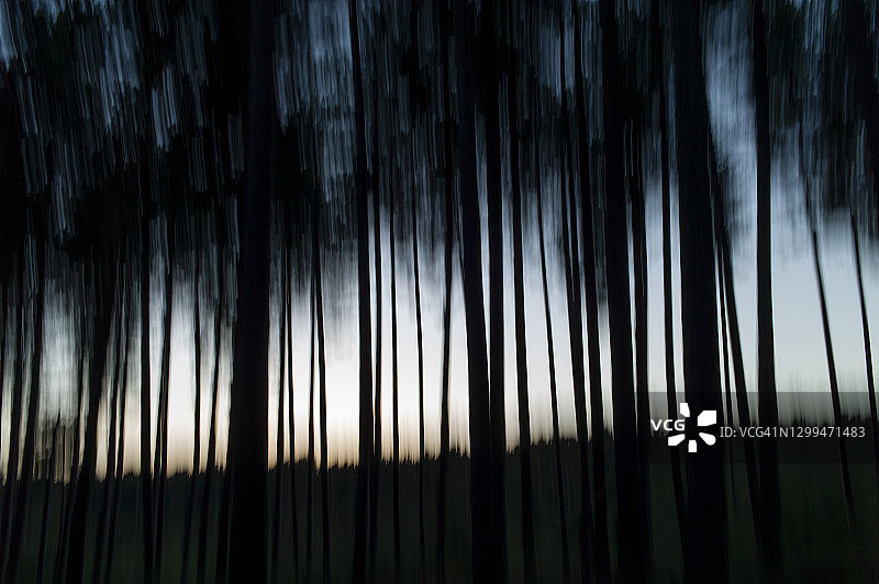 日落时分的森林边缘图片素材