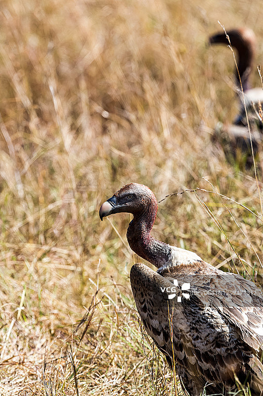 野外带血颈部的秃鹰图片素材