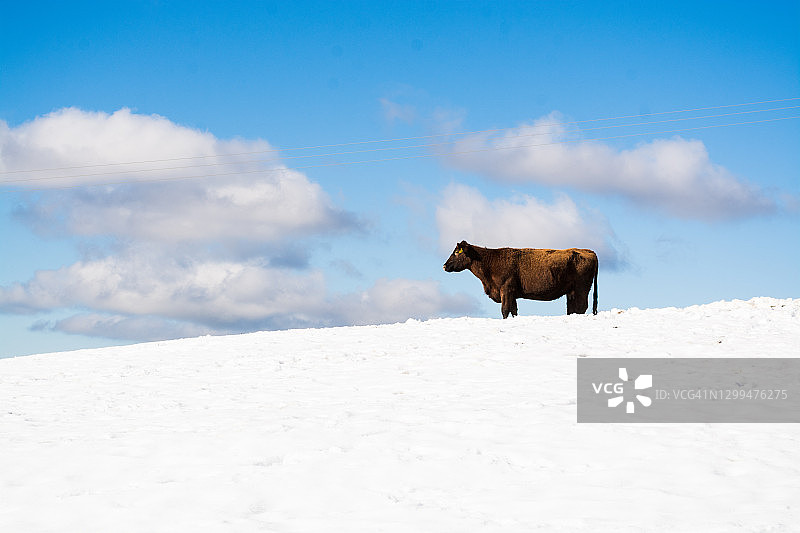雪地草地上蓝天白云下的奶牛侧面照图片素材