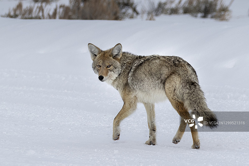 冬季雪地里的郊狼图片素材