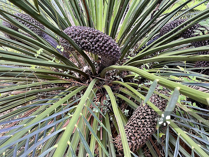 苏铁植物图片素材