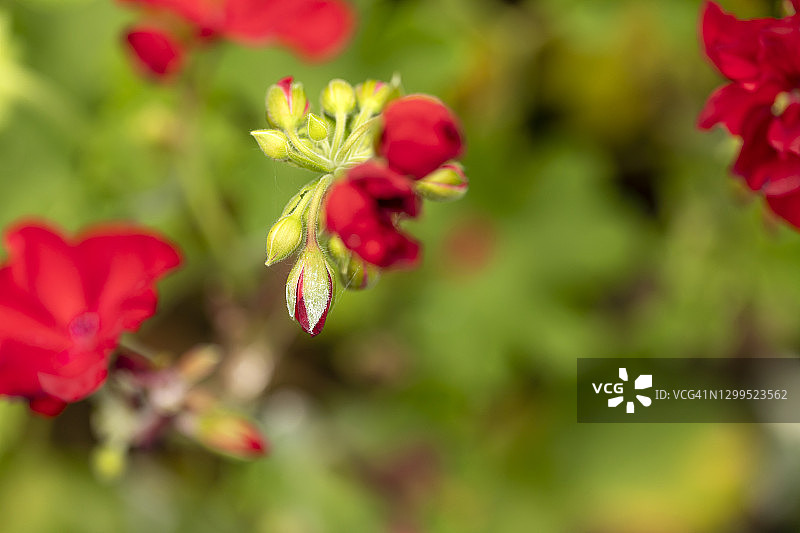 绿色树叶和彩色红色花朵图案图片素材