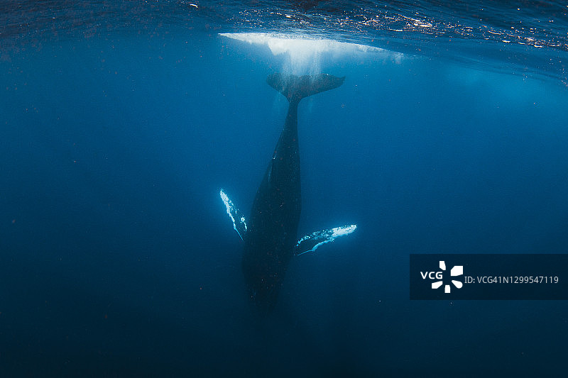 跃出水面的蓝色海洋座头鲸图片素材