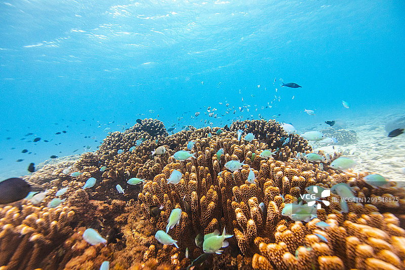 栖息在硬珊瑚礁生态系统中的热带鱼图片素材