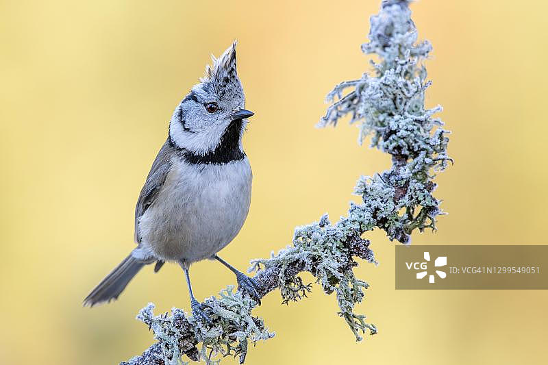 戴胜雀栖息在树枝上，奥地利蒂罗尔图片素材