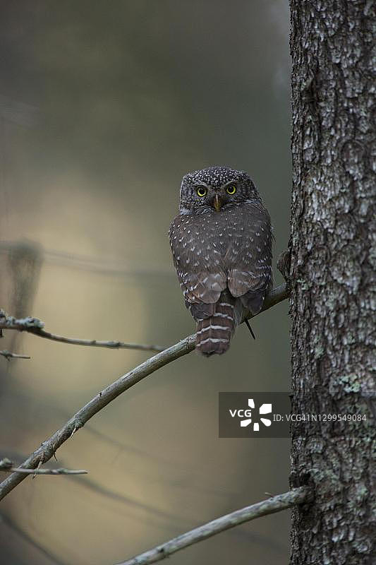 小鸮栖息在北方针叶林树枝上，芬兰北部博滕区图片素材