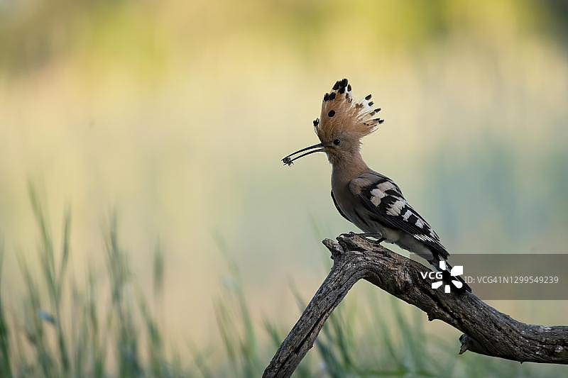 戴胜鸟（Upupa epops）捕食，德国萨克森-安哈尔特州图片素材