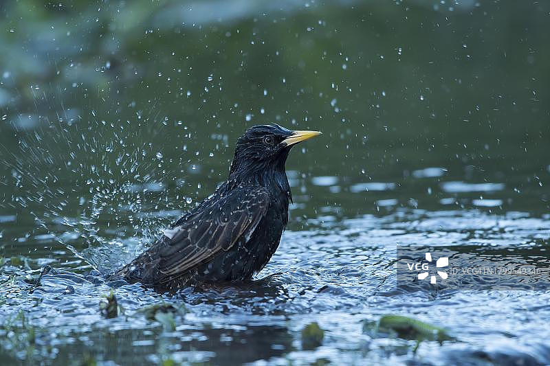 在德国黑森州沐浴的欧洲八哥（Sturnus vulgaris）图片素材
